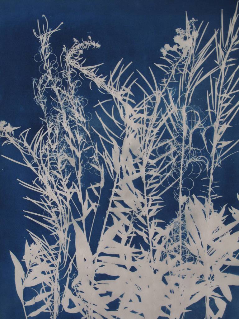 Rose bay Willow herb poster Artwork - Cyanotype of leaves